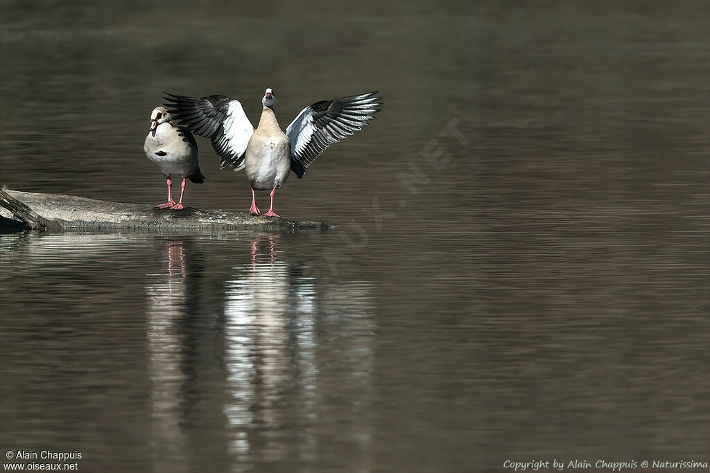 Egyptian Gooseadult