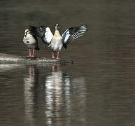 Egyptian Goose