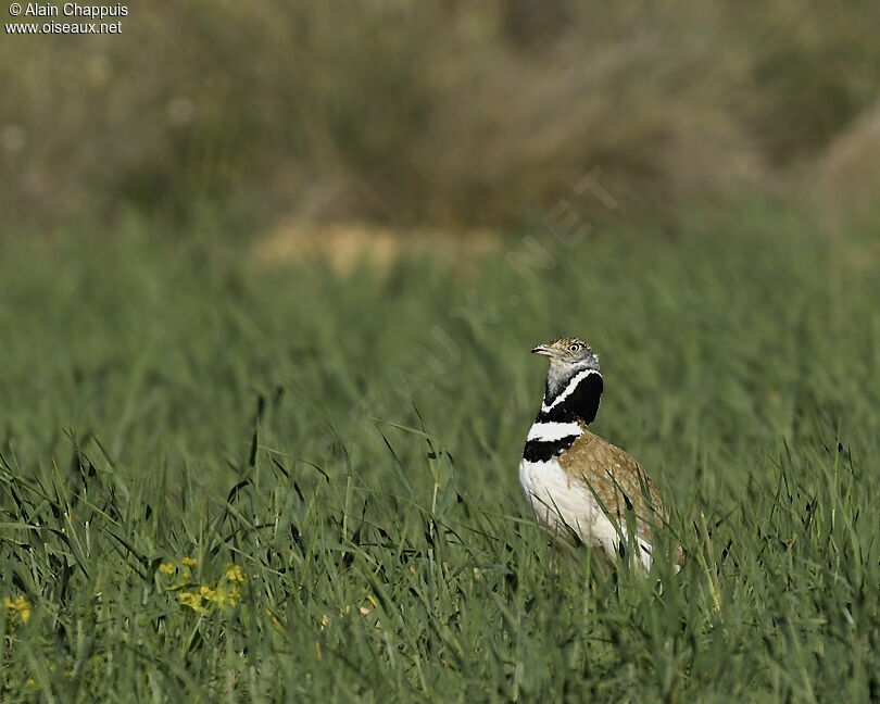 Outarde canepetière mâle adulte nuptial, identification, Comportement