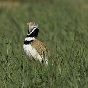 Little Bustard