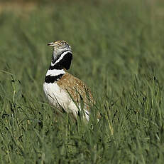 Outarde canepetière