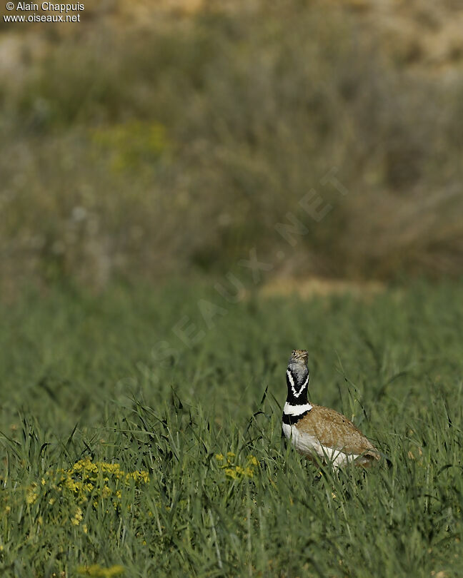 Outarde canepetière mâle adulte nuptial, identification, Comportement