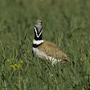 Little Bustard