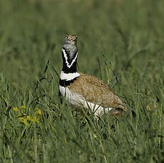 Outarde canepetière