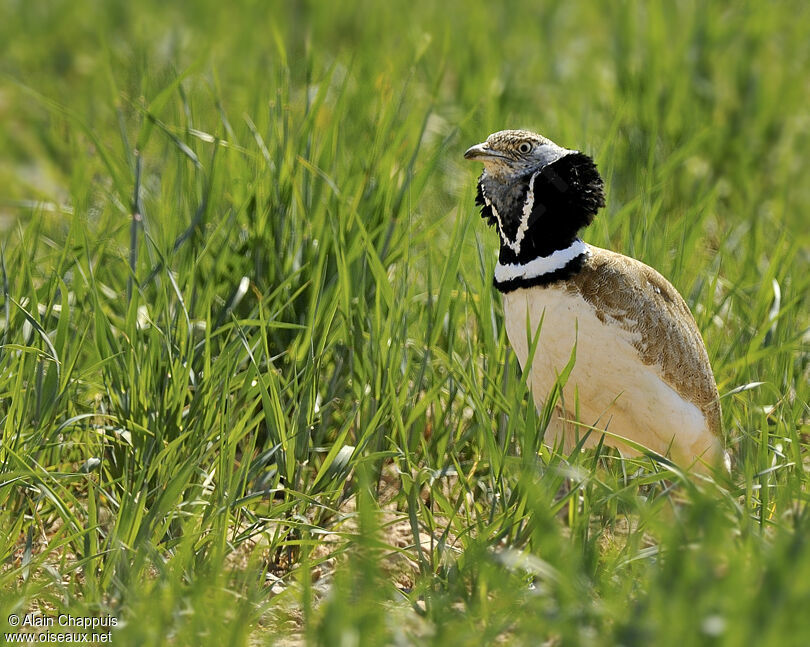 Outarde canepetière mâle adulte nuptial, identification, Comportement