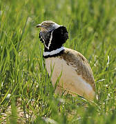 Little Bustard