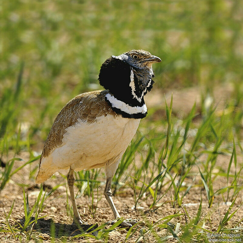 Outarde canepetière mâle adulte nuptial, identification, Comportement