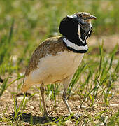 Little Bustard