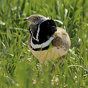 Little Bustard