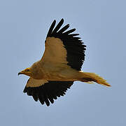 Egyptian Vulture