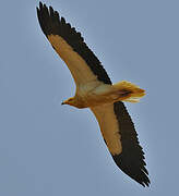 Egyptian Vulture