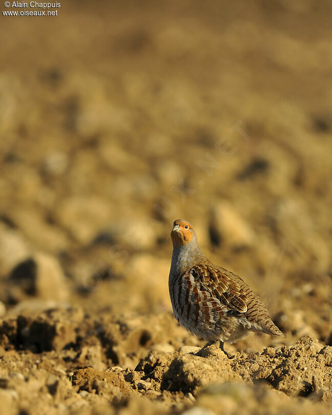 Grey Partridgeadult, identification, Behaviour