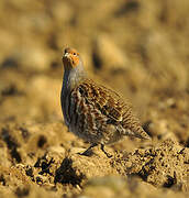 Grey Partridge