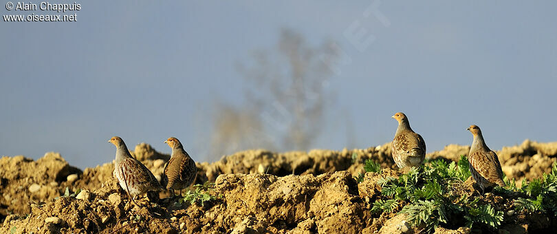 Grey Partridgeadult, identification, Behaviour