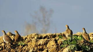 Grey Partridge