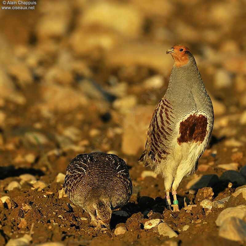 Grey Partridge adult, identification, feeding habits, Behaviour