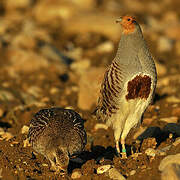 Grey Partridge