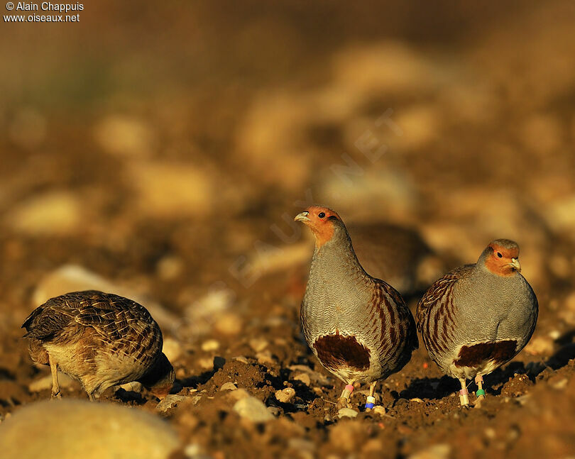 Grey Partridge adult, identification, Behaviour