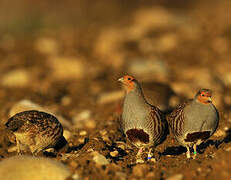 Grey Partridge