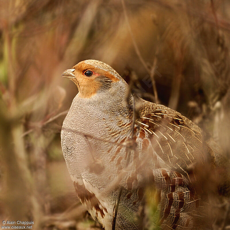 Grey Partridgeadult, identification