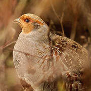 Grey Partridge