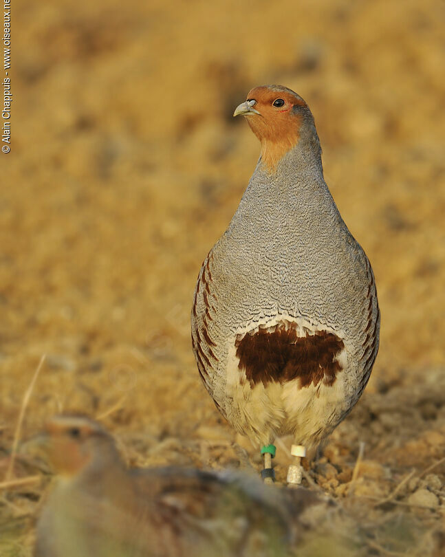 Perdrix grise mâle adulte, identification, Comportement