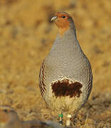 Grey Partridge