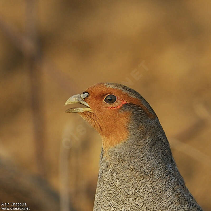 Grey Partridgeadult, close-up portrait, song, Behaviour