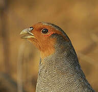 Grey Partridge