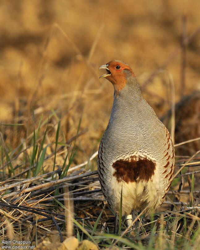 Grey Partridge male adult, song, Behaviour