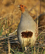 Grey Partridge