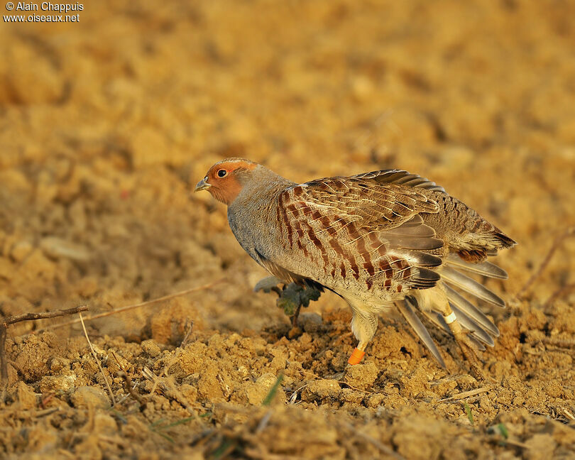 Perdrix grise femelle adulte, identification, Comportement