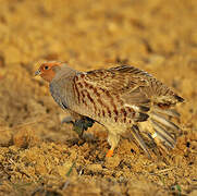 Grey Partridge