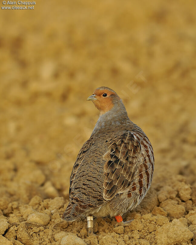 Grey Partridgeadult, identification, Behaviour