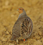 Grey Partridge