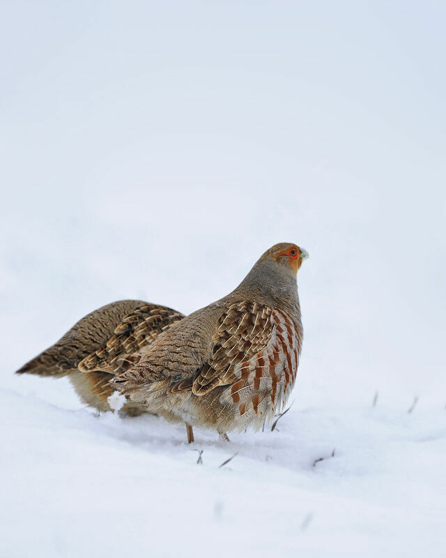 Grey Partridge