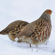 Grey Partridge