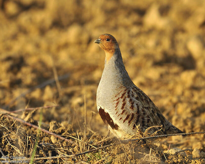 Perdrix grise mâle adulte, identification