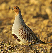 Grey Partridge