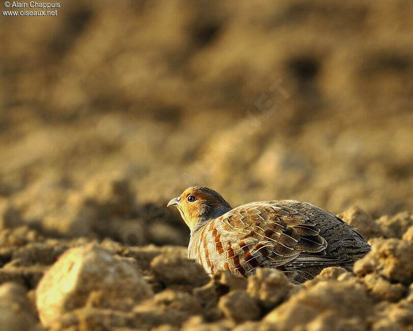 Perdrix griseadulte, identification, Comportement