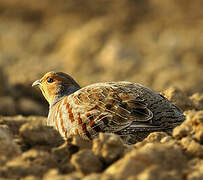 Grey Partridge