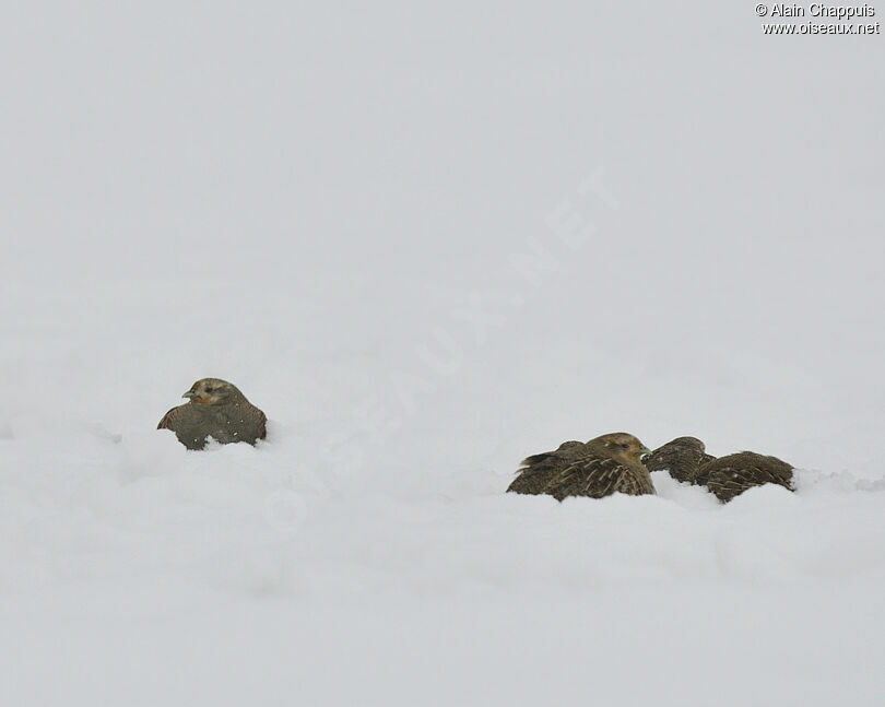 Grey Partridge adult post breeding, identification, Behaviour