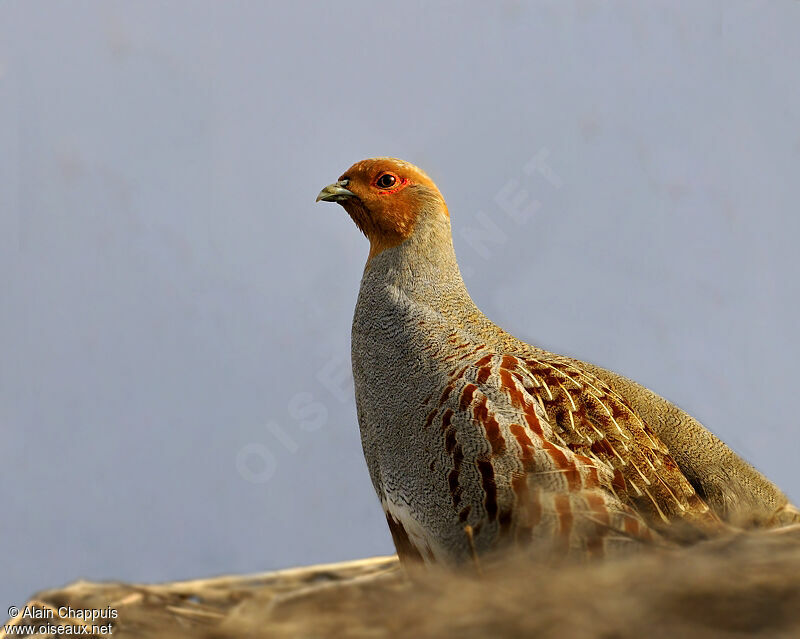 Grey Partridge male adult post breeding, identification, Behaviour