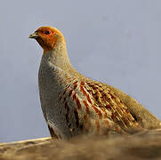 Grey Partridge