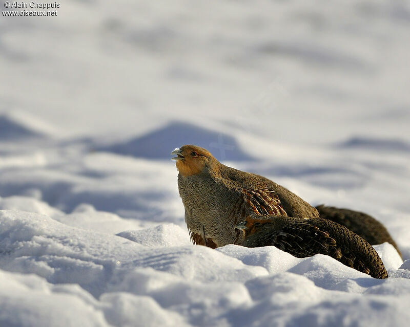 Grey Partridge adult, identification, Behaviour