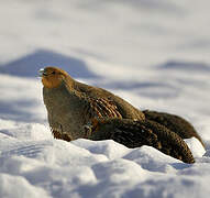 Grey Partridge