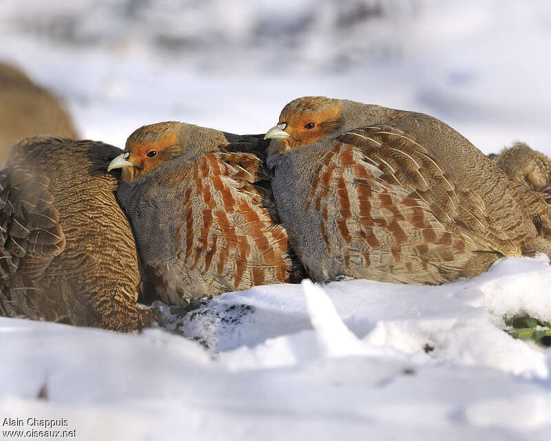 Grey Partridgeadult post breeding, Behaviour