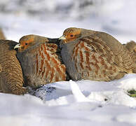 Grey Partridge