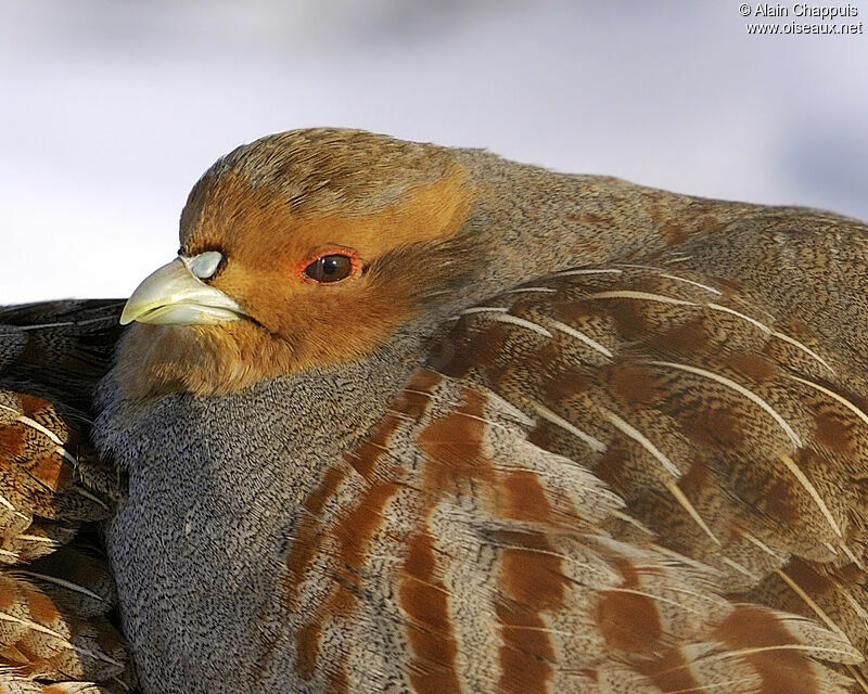 Grey Partridge male adult, identification, Behaviour