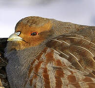 Grey Partridge